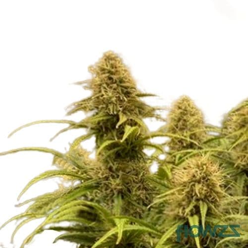 Purple Haze Cannabis Strain - flowzz.com Preisvergleich