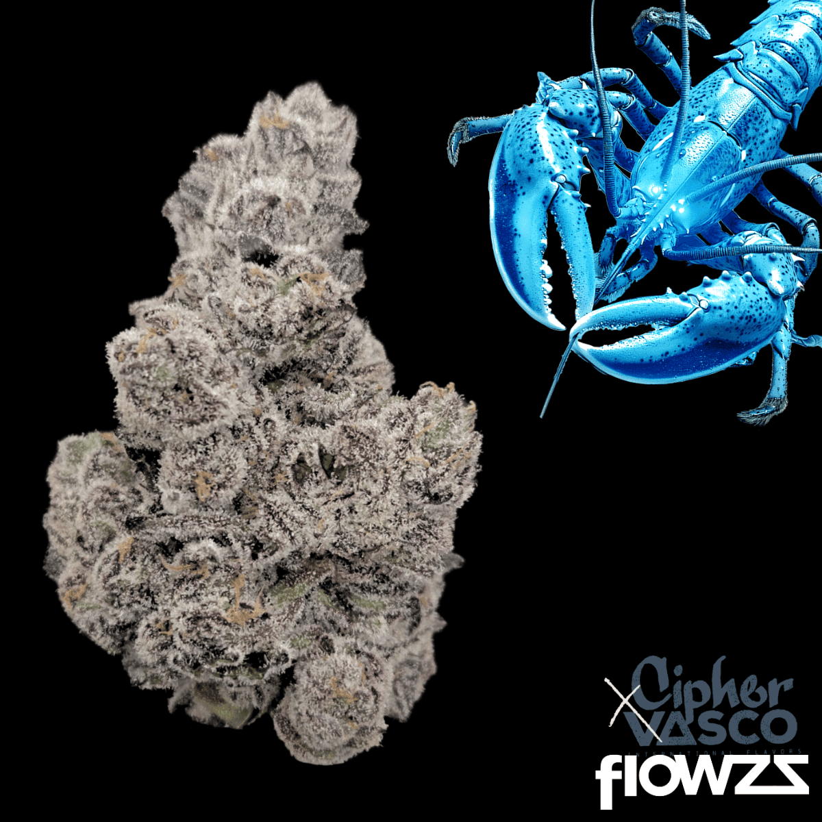 vasco-x-cipher-bl-blue-lobster