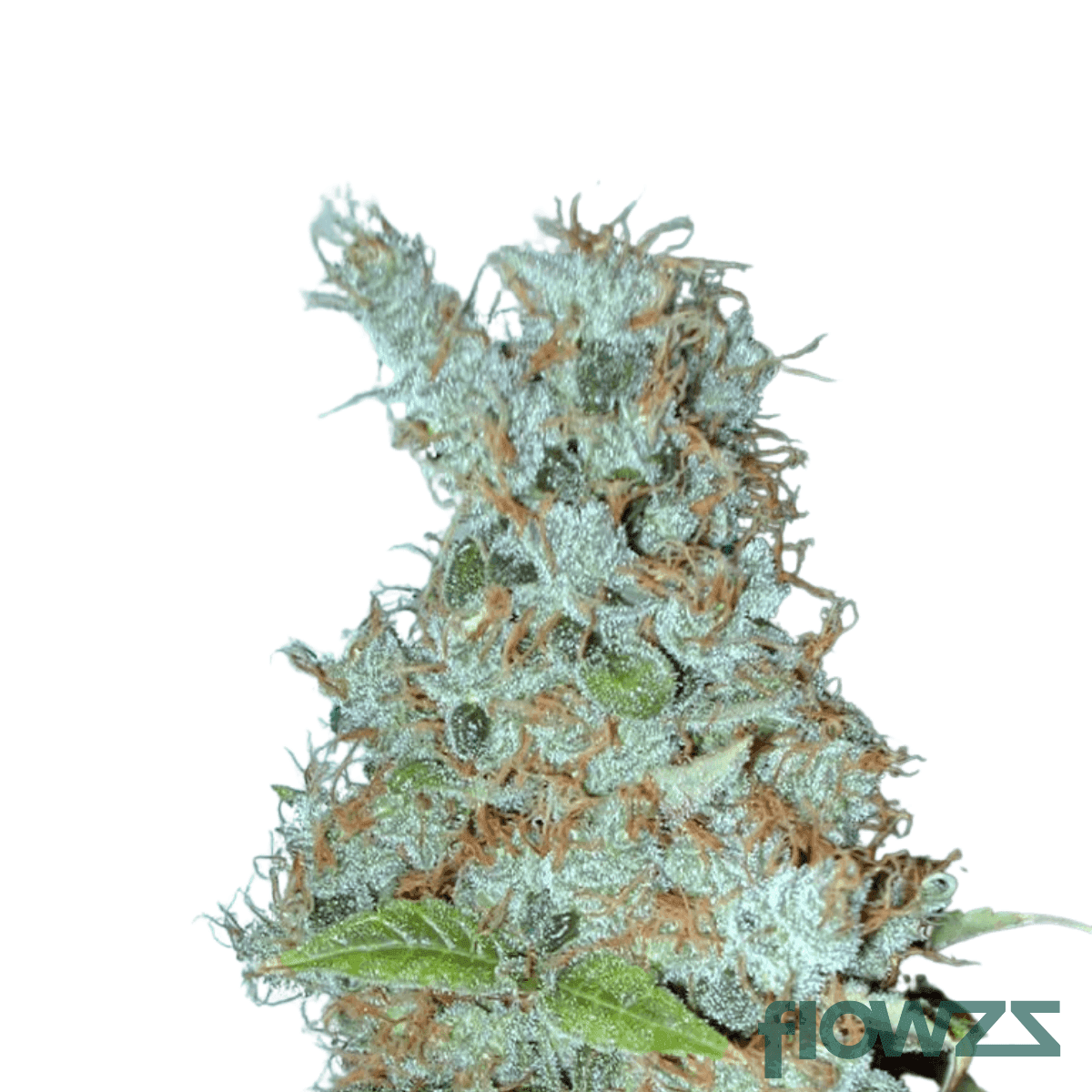 Grape-crusher-strain