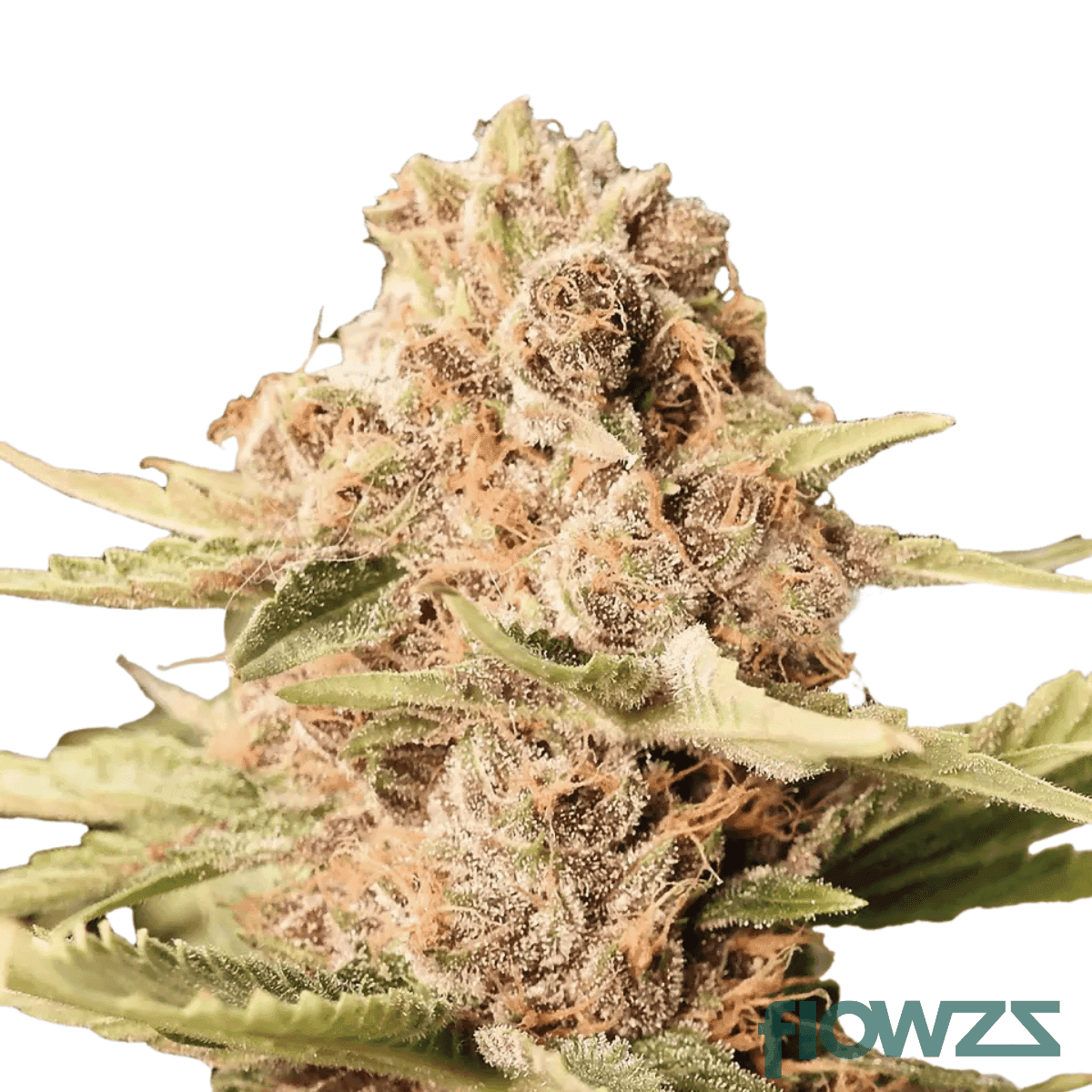 Delicata-Cookies-cannabis-strain