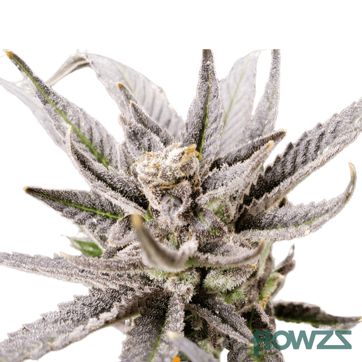 mac-flurry-cannabis-strain