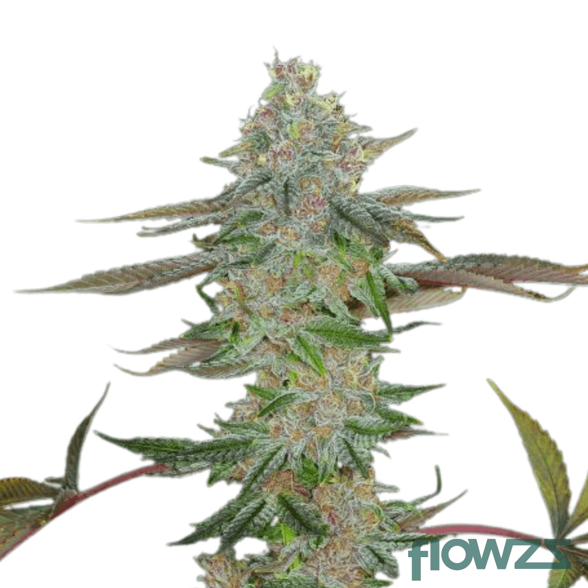 berry-blitz-strain