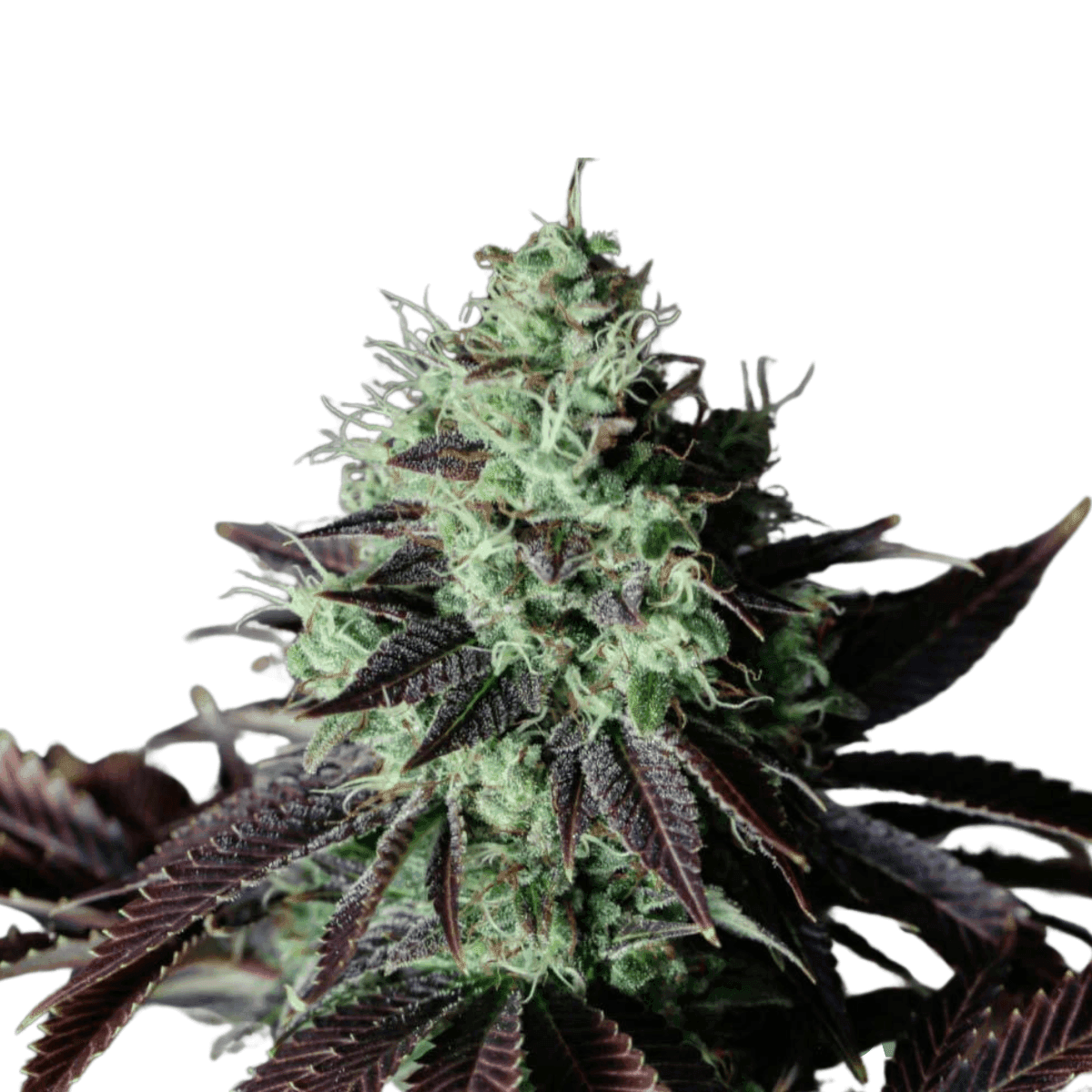 Apes-and-space-cannabis-strain