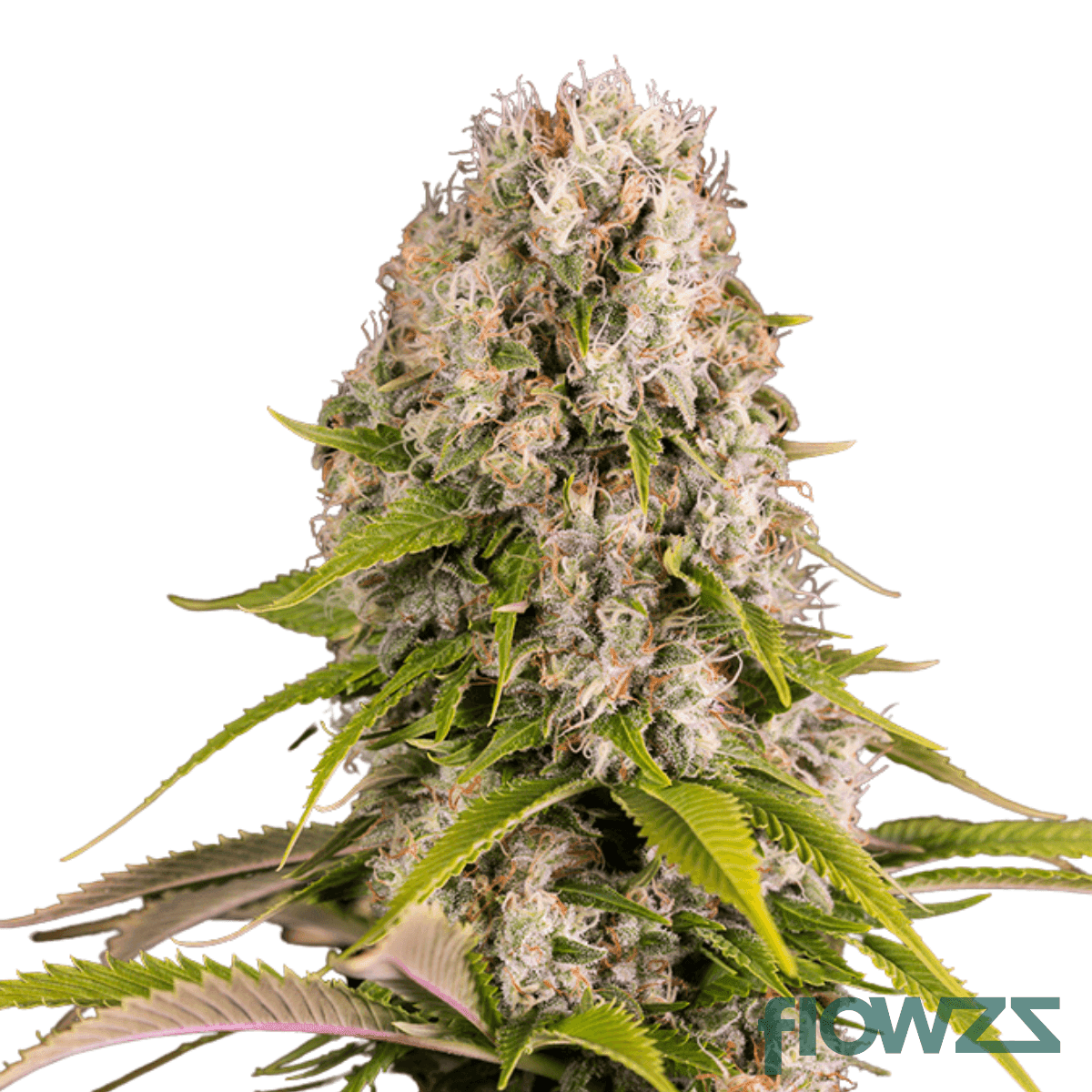 driftwood-diesel-cannabis-strain