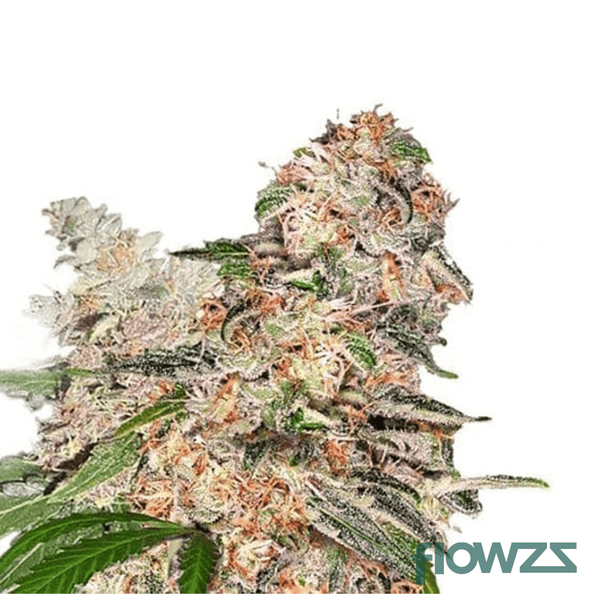 ghost-og-cannabis-strain