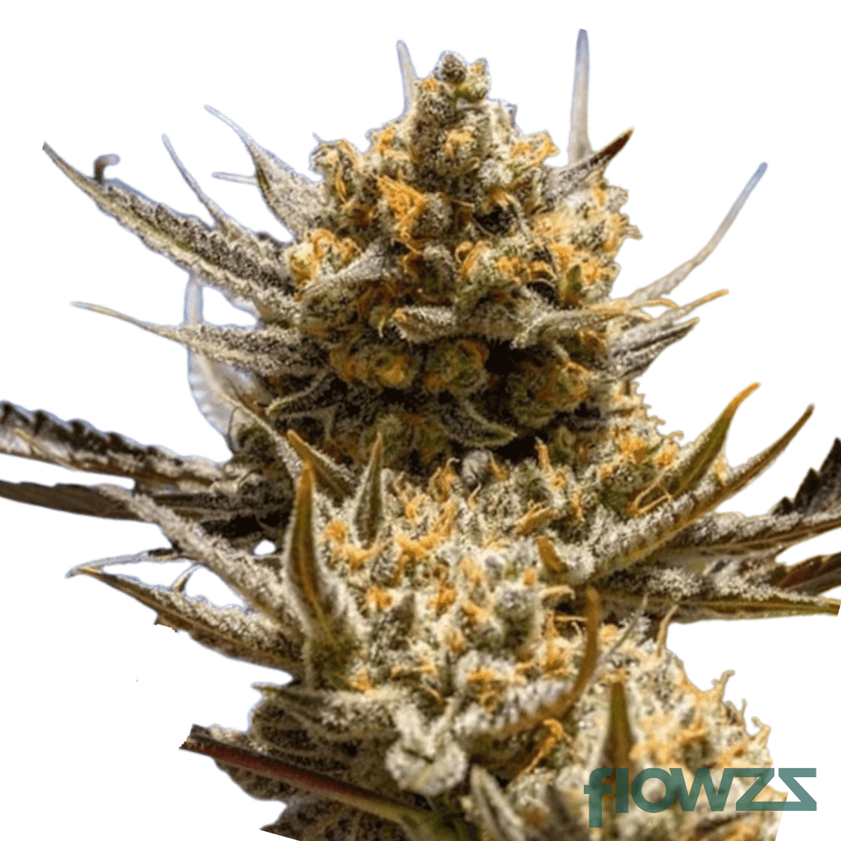 lemon-berry-og