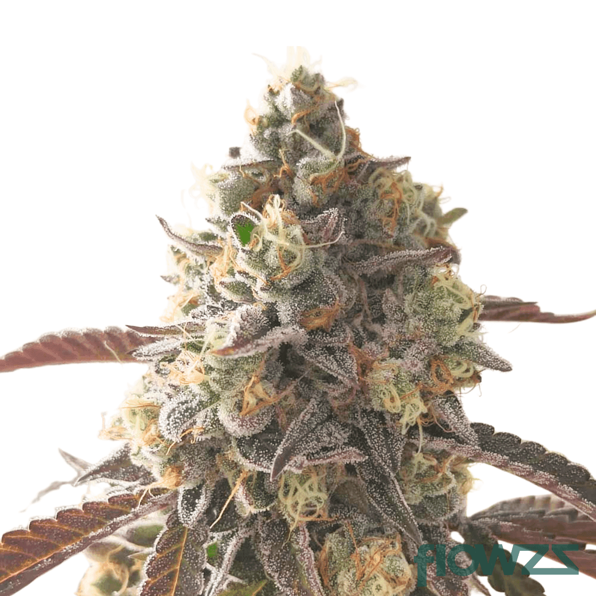 caviar-gold-cannabis-strain