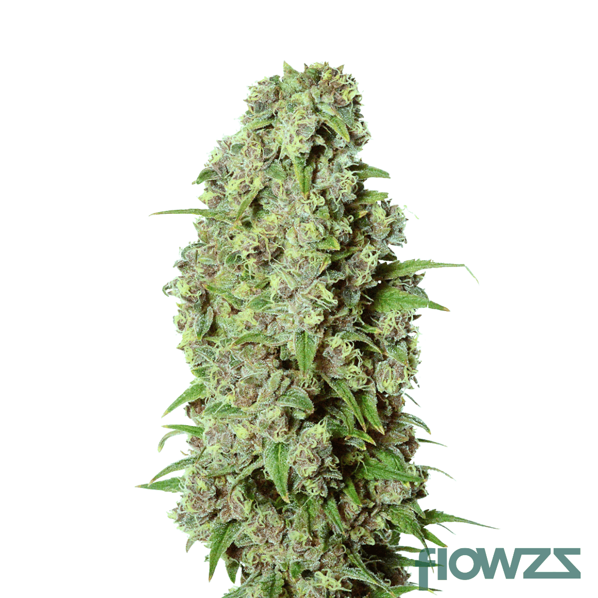 bashengo-cannabis-strain