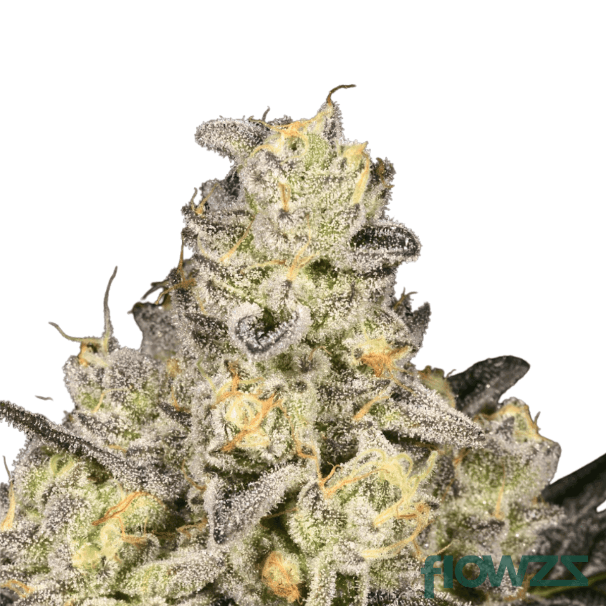 dosi-cake-strain
