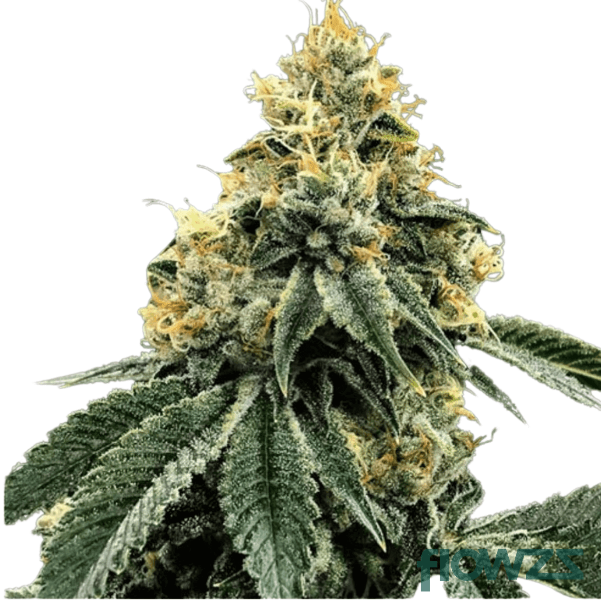 purple-flame-cannabis-strain