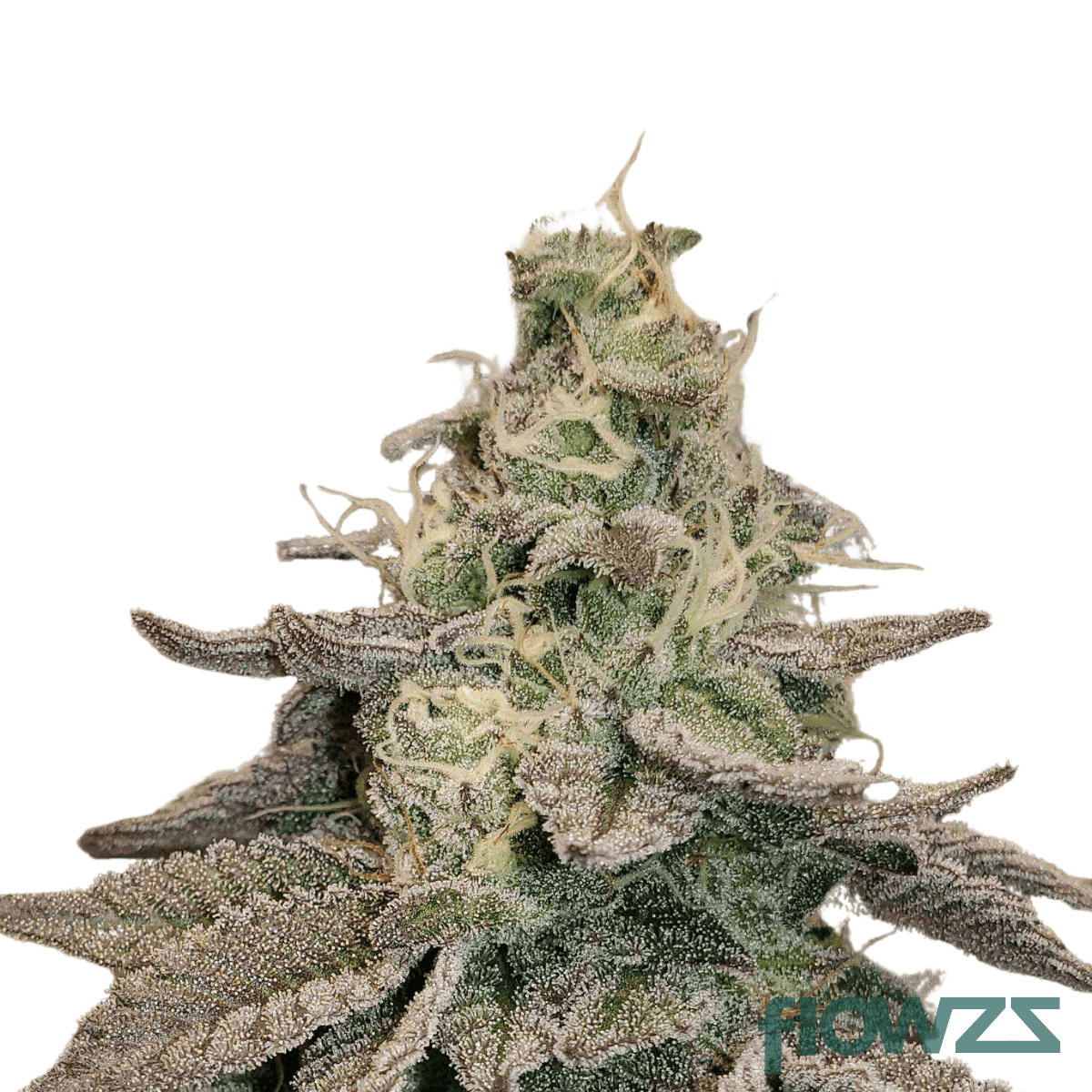 tingle-mint-cannabis-strain
