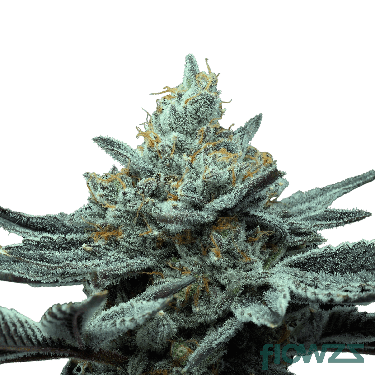 space-age-cake-cannabis-strain