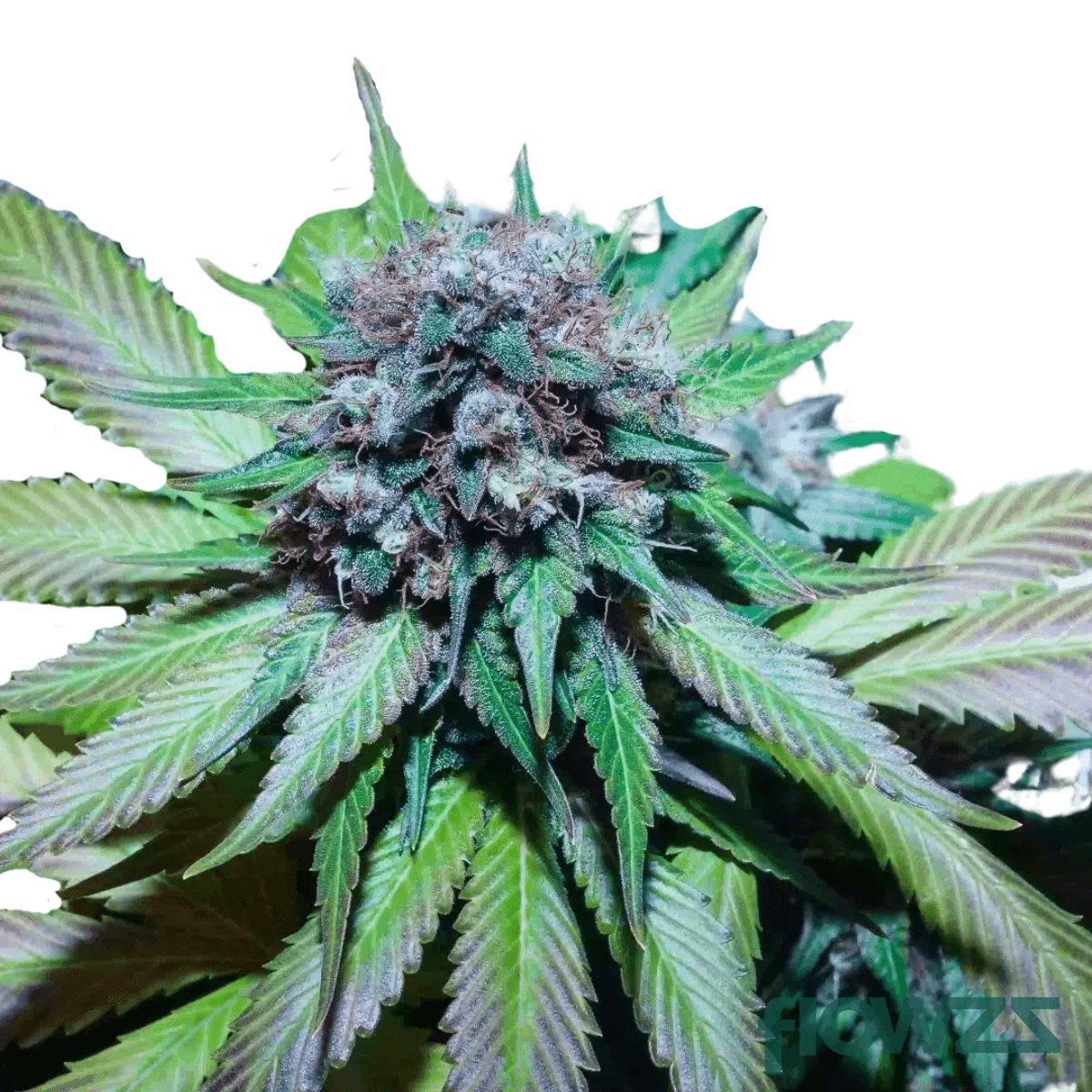grease-monkey-cannabis-strain