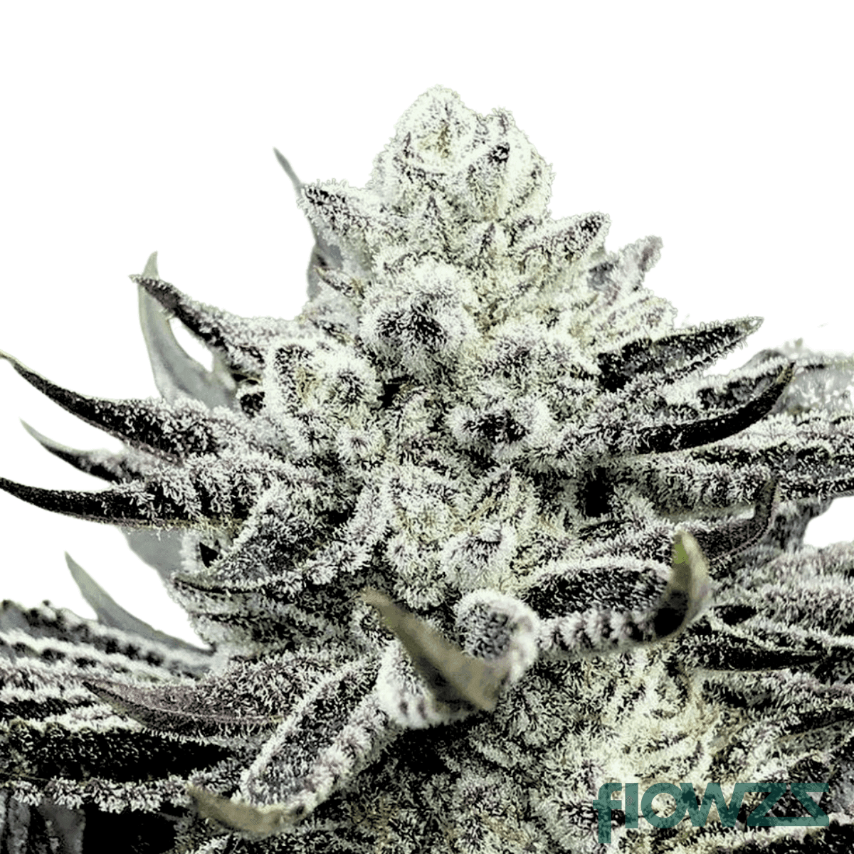 wedding-crasher-cannabis-strain