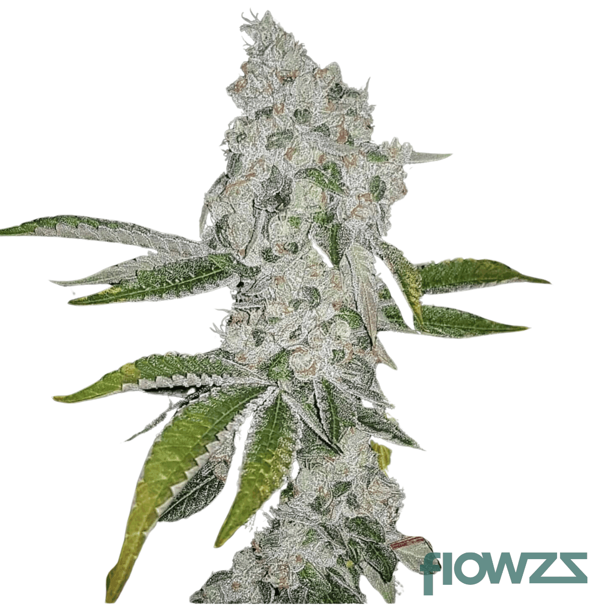 el-chapo-cannabis-strain