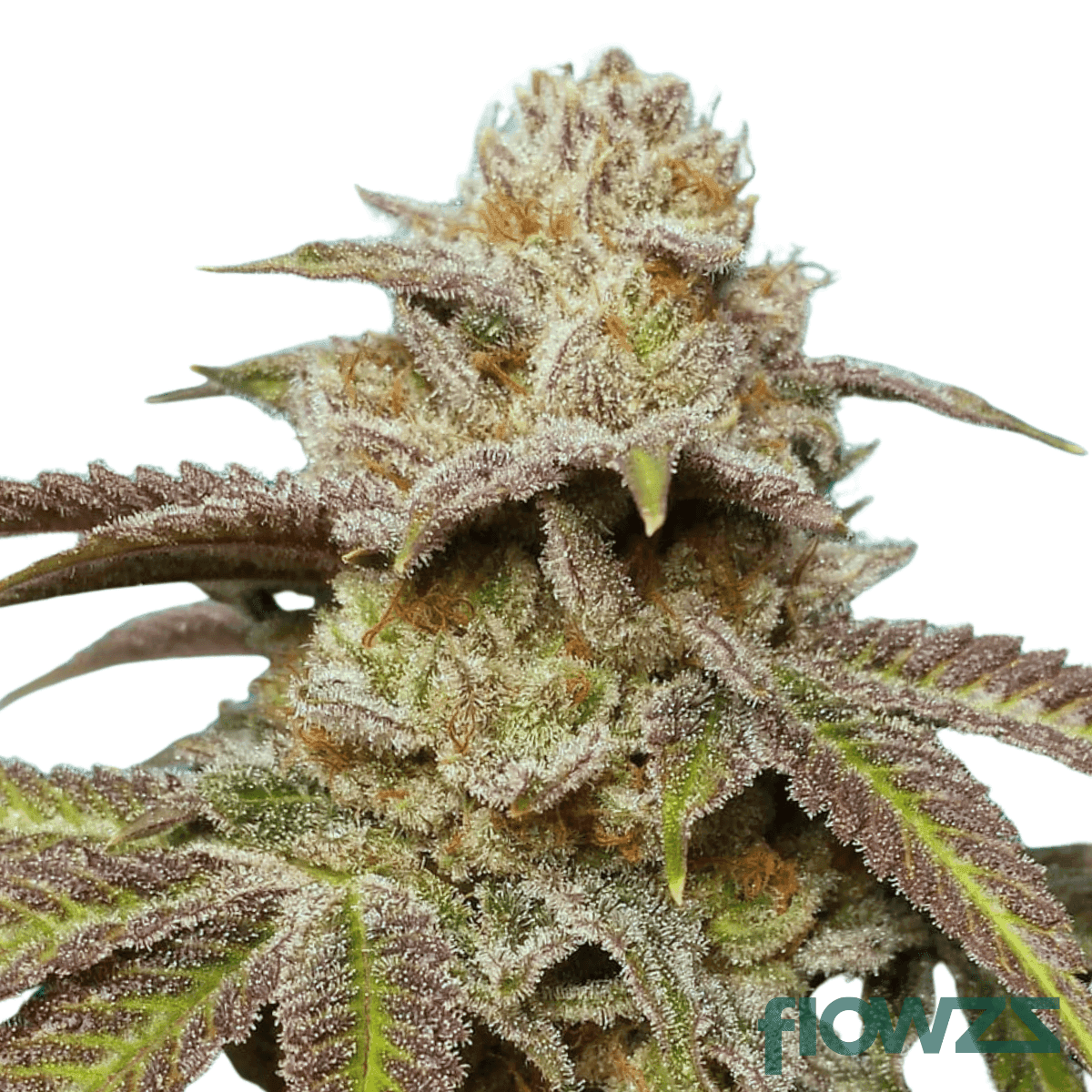 baby-pam-strain