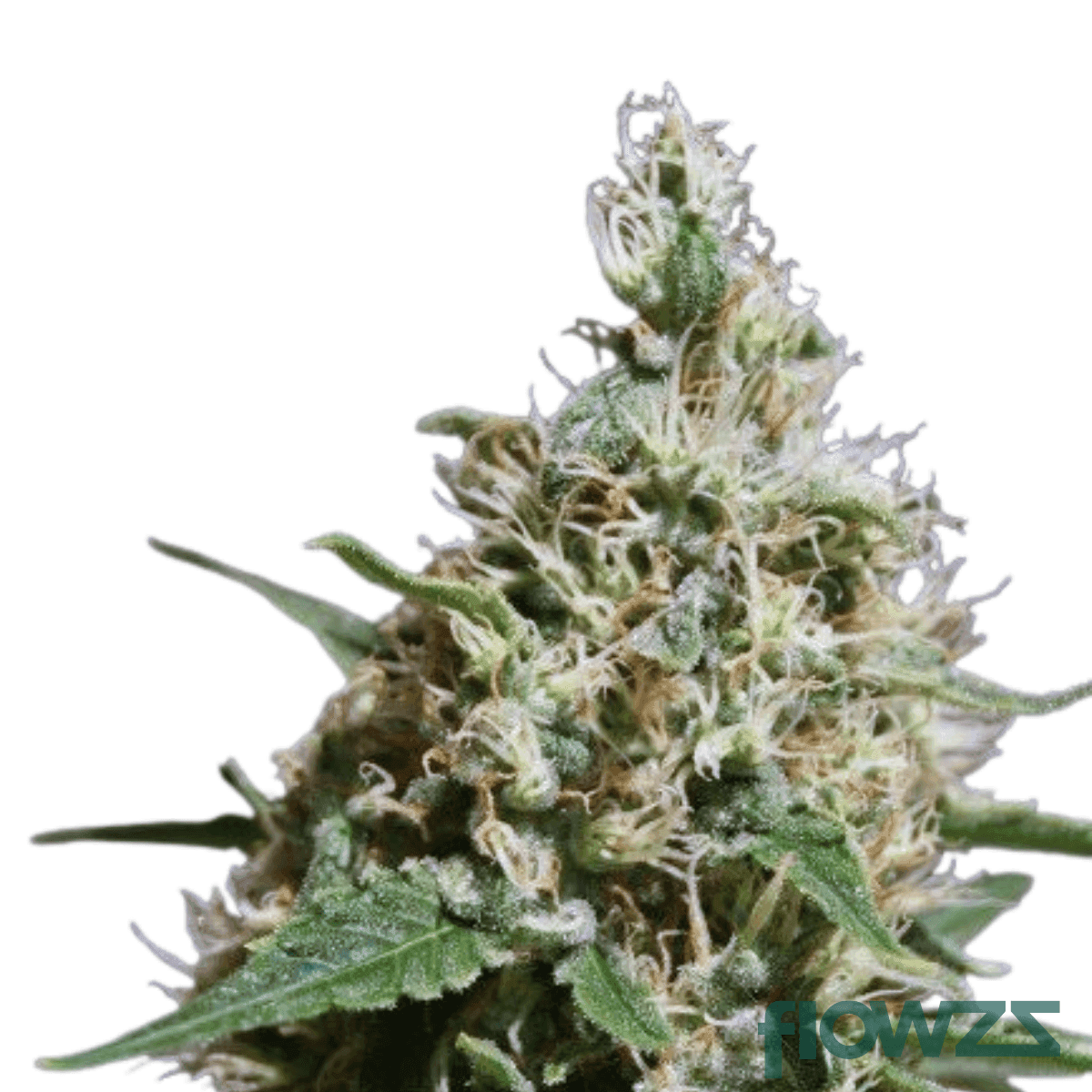 peppermint-kush