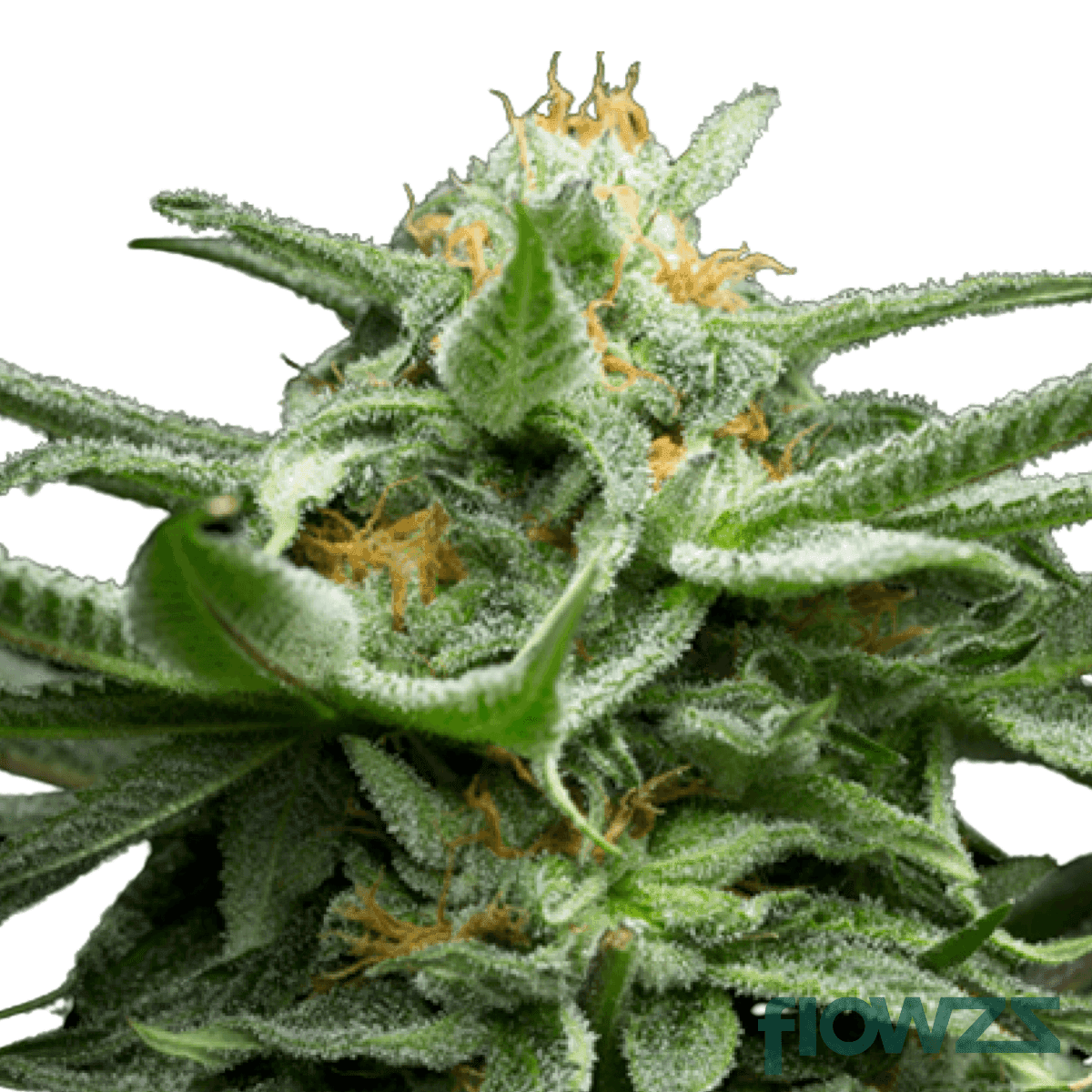 amnesia-zkittles