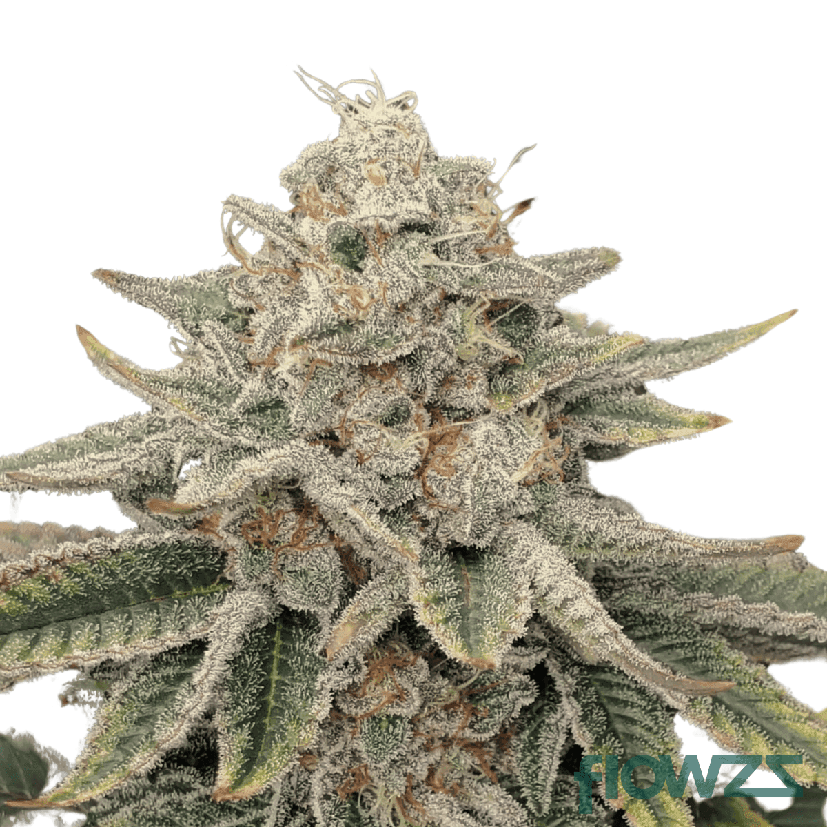flap-jack-cannabis-strain