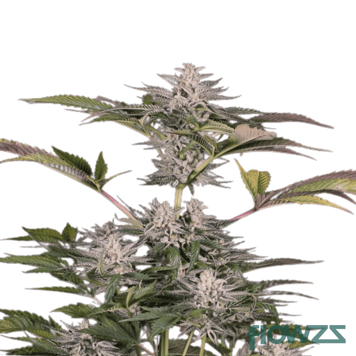 ocean-grown-cookies-cannabis-strain