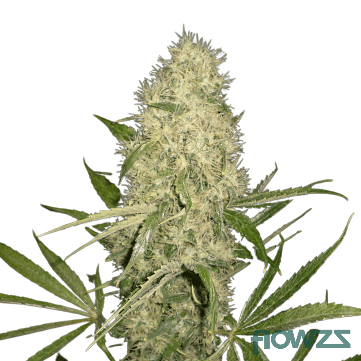 sour-mango