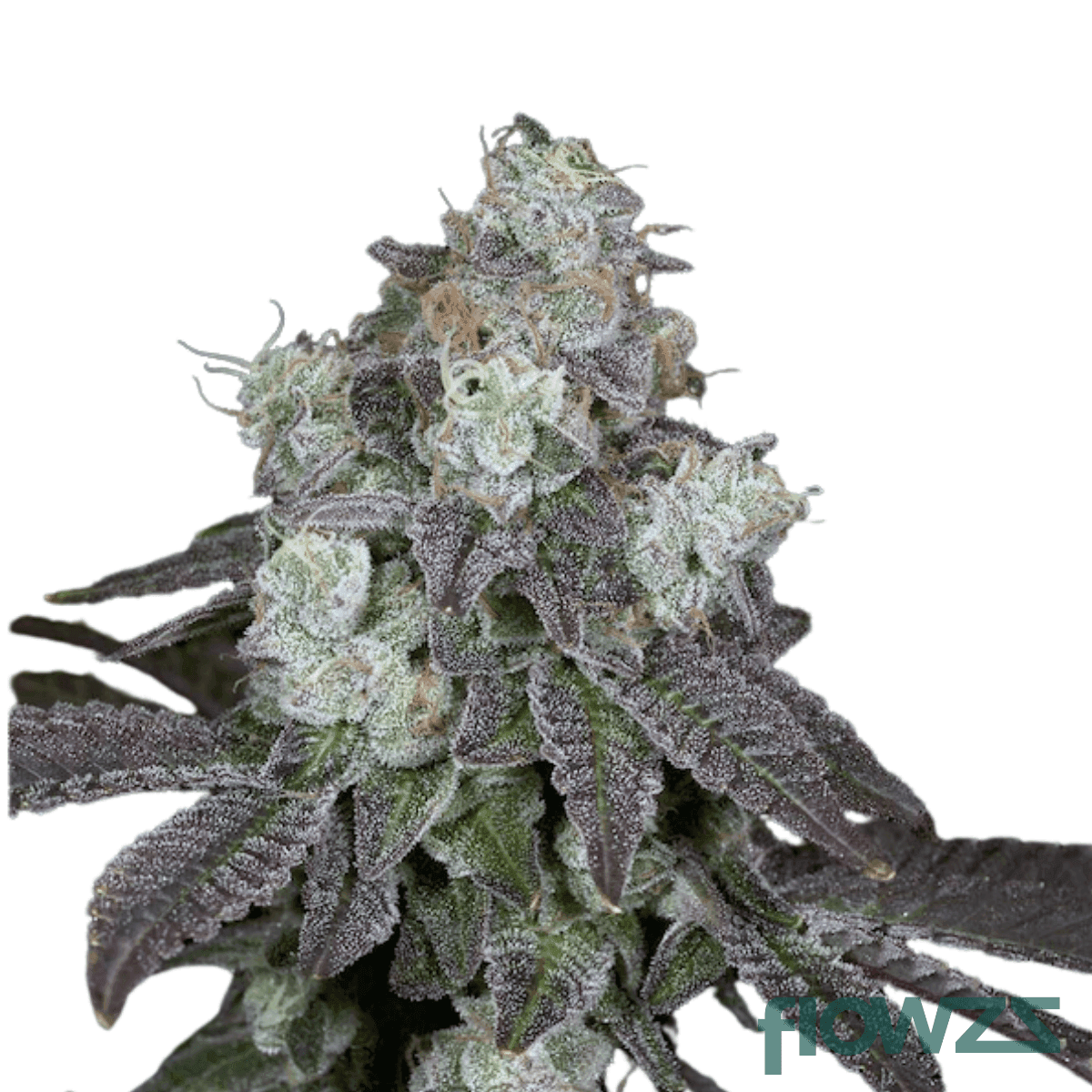 moombow-112-ix-cannabis-strain