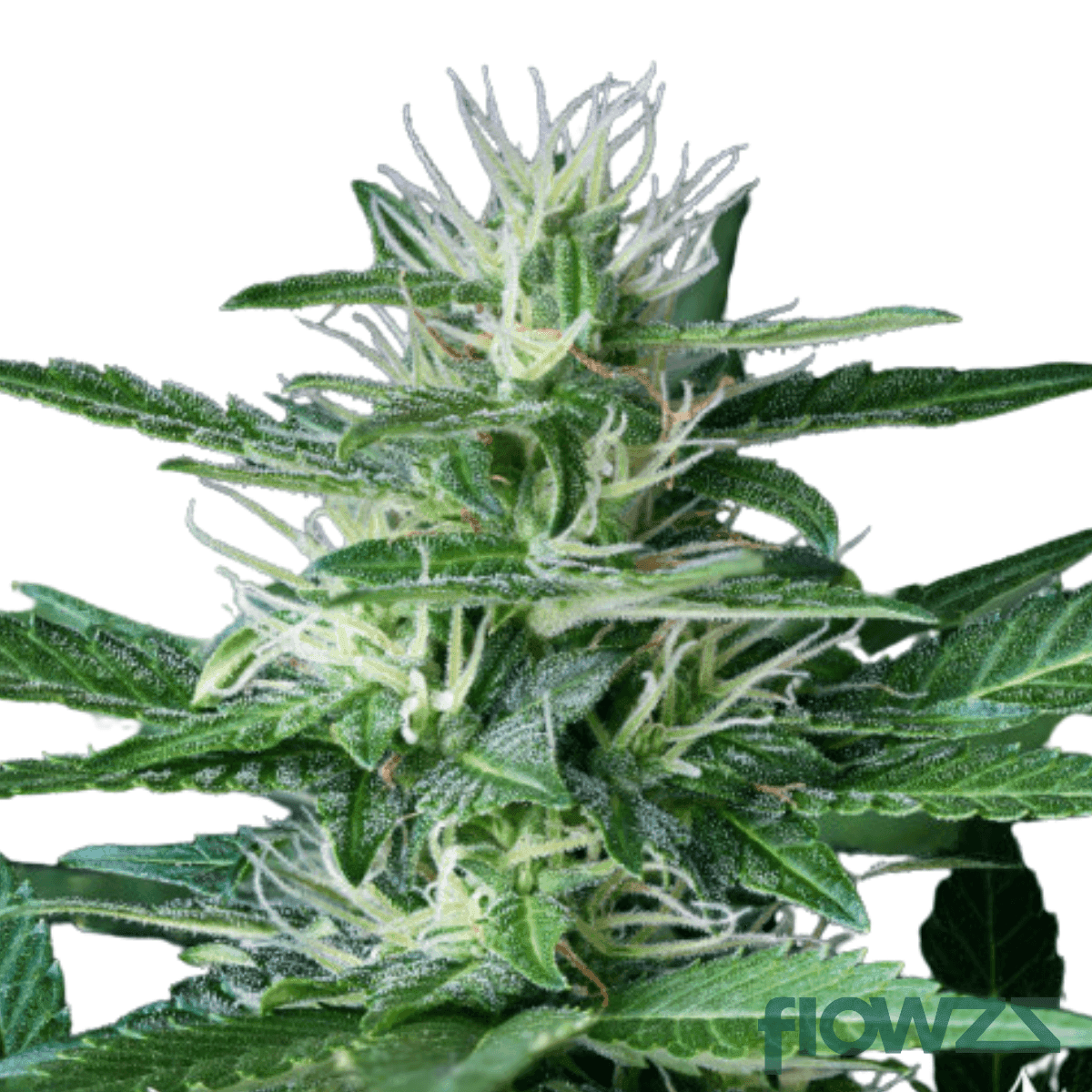 dosi-cookies-strain