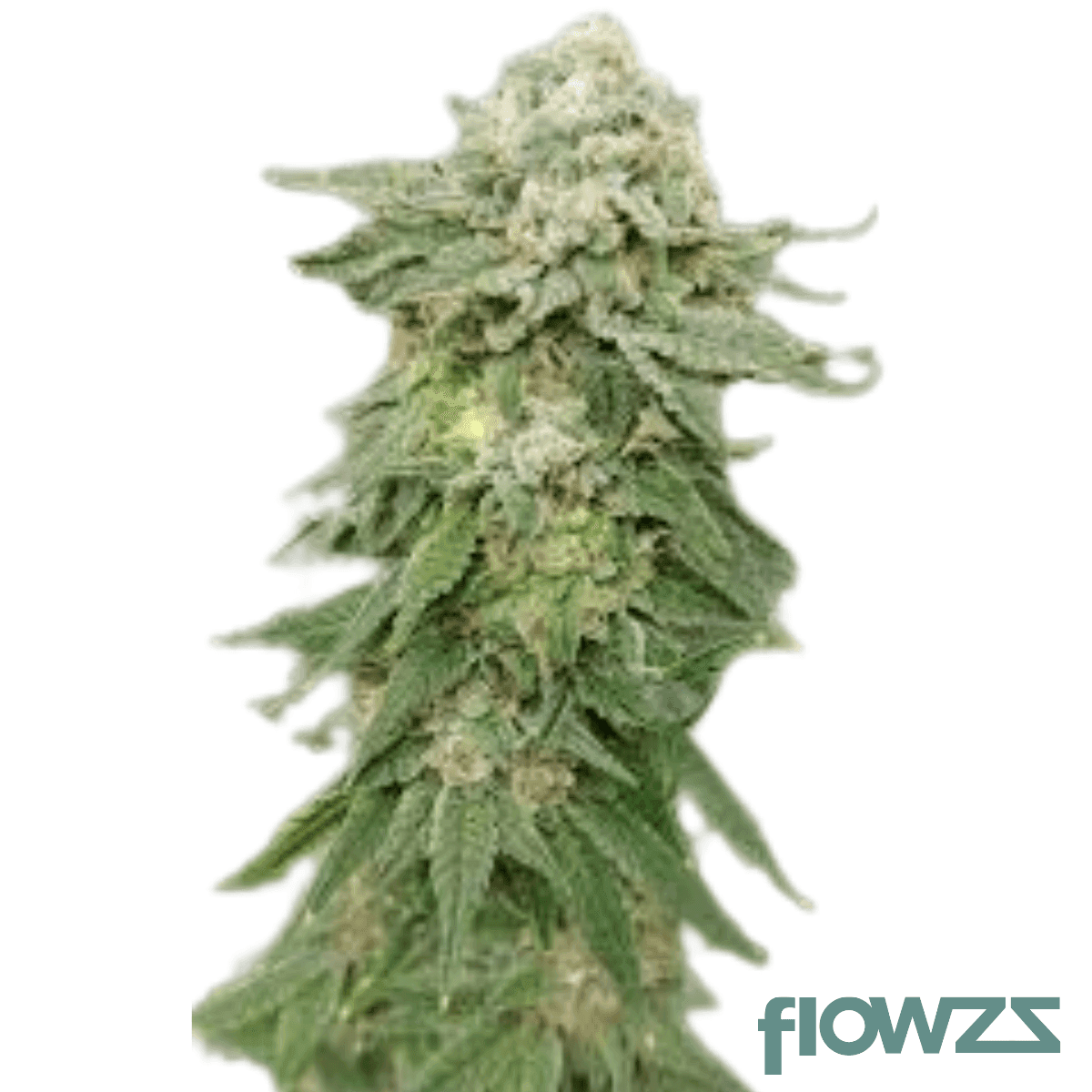 banana-mints-cannabis-strain