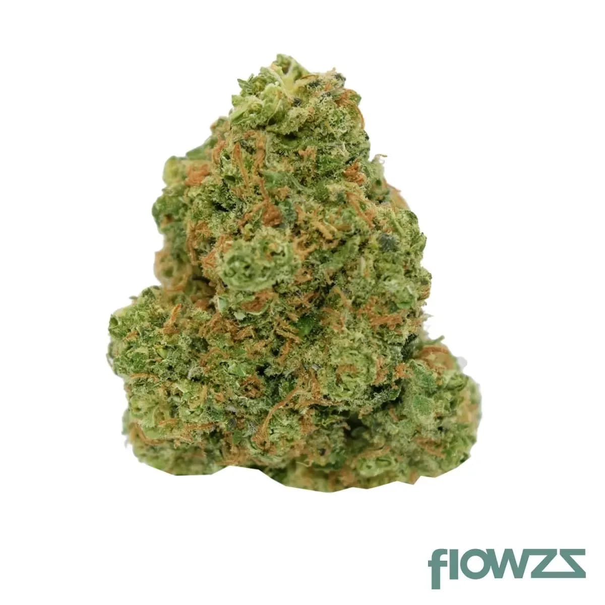 vayamend-night-19-1-pyc-peyote-critical