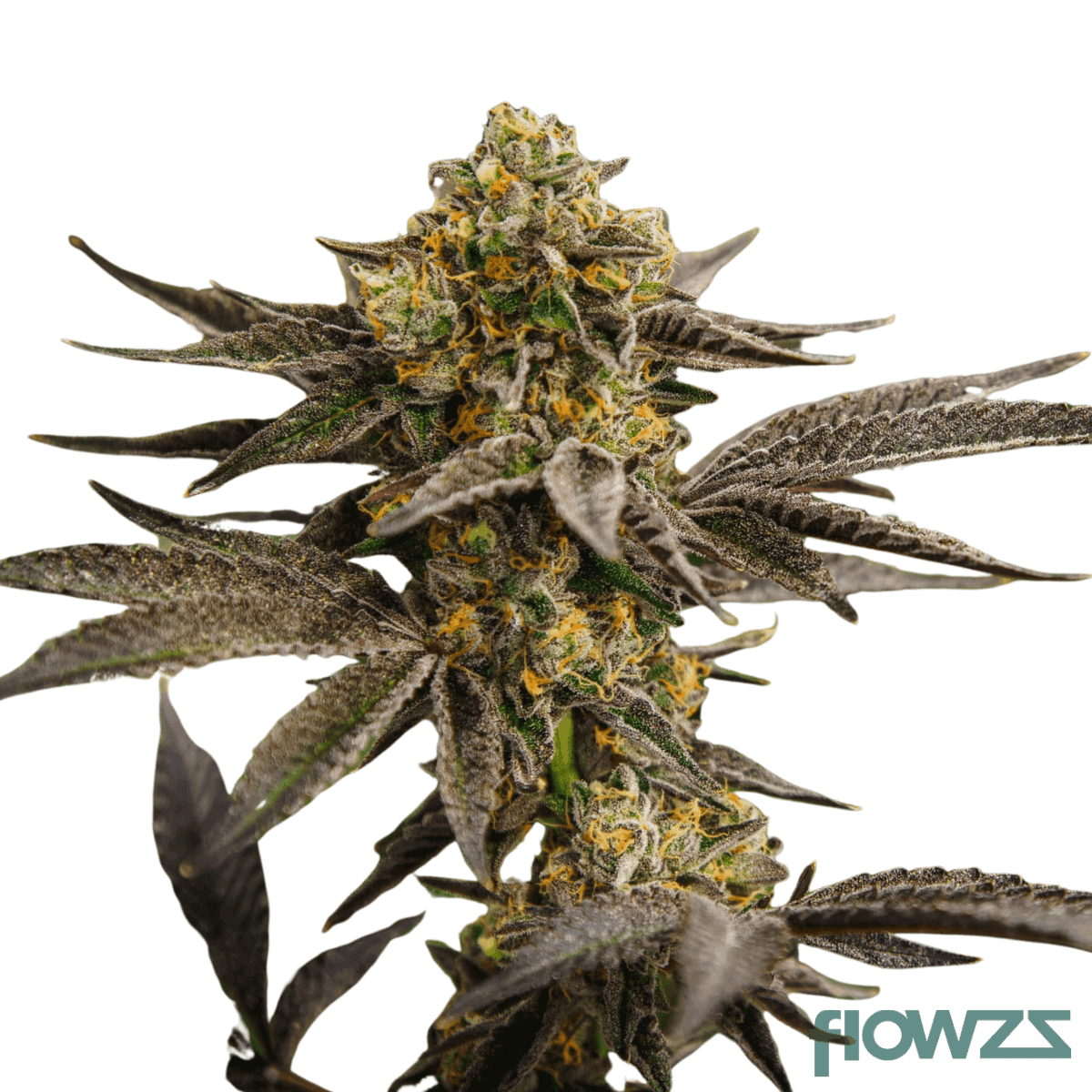 da-fux-cannabis-strain