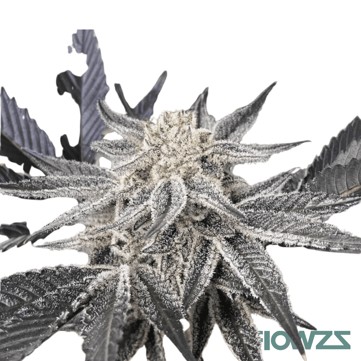 oreoz-supreme-cannabis-strain