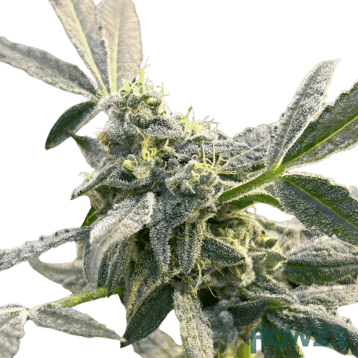 Aye Papi cannabis strain