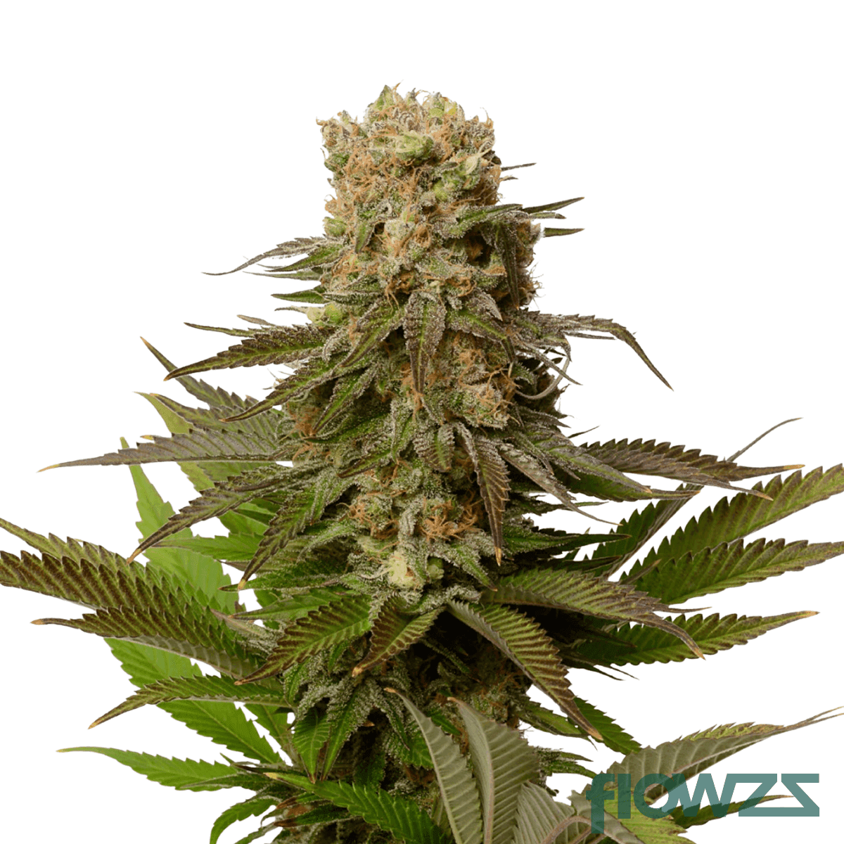 chocolate-kush-cannabis-strain