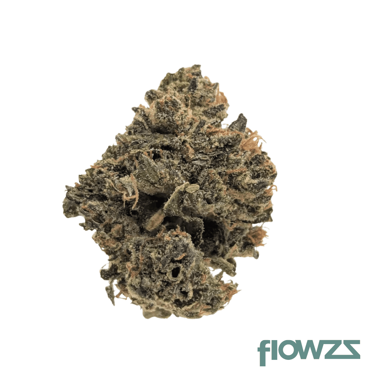 bg-18-krk-day-kraken