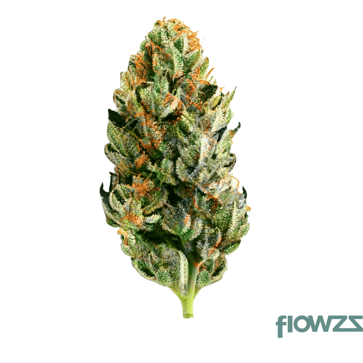 canify-cannabis-flos-22-1-ku-the-chef
