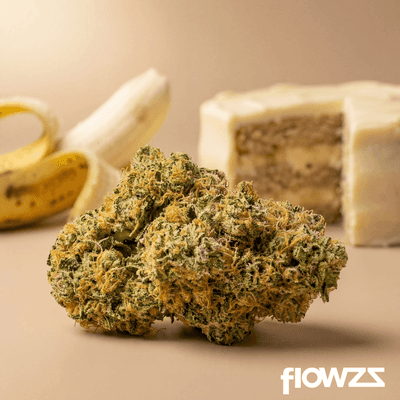 Eufloria 33/1 BAC Banana Cake