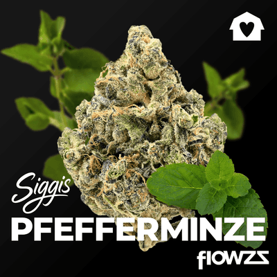 Siggis PMNZ 28:01 Siggis Pfefferminze