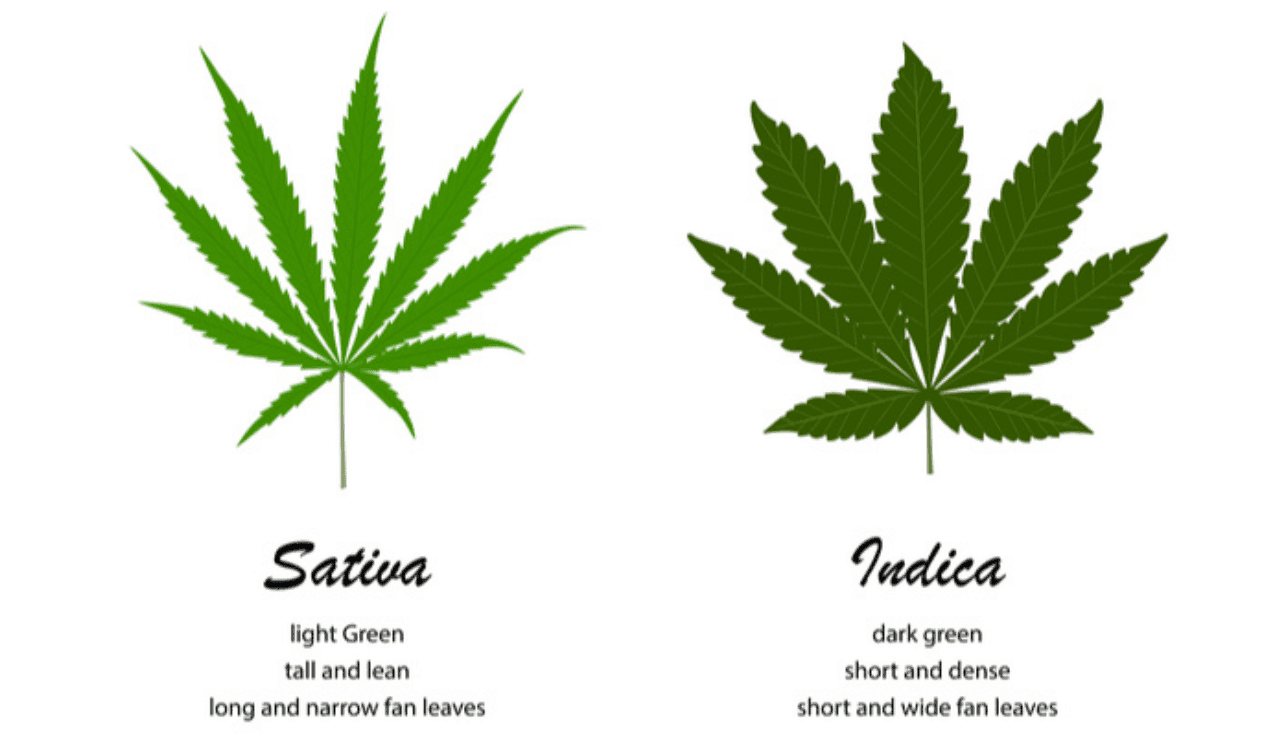 sativa-vs-indica-die-wichtigsten-unterschiede