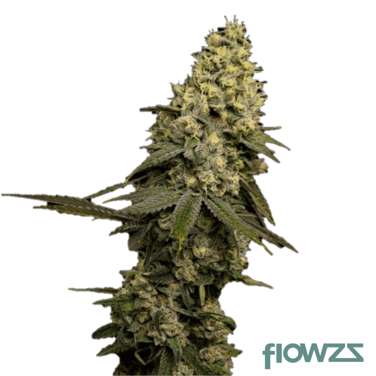 Jungle Cake Cannabis Strain - flowzz.com Preisvergleich