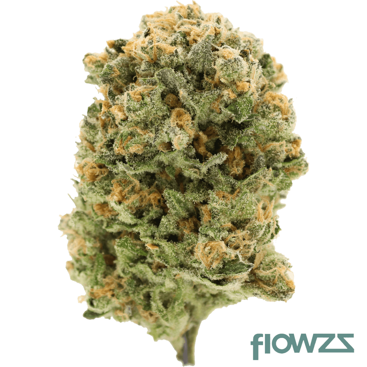 AVAAY 23/1 Royal Gorilla- flowzz.com Preisvergleich