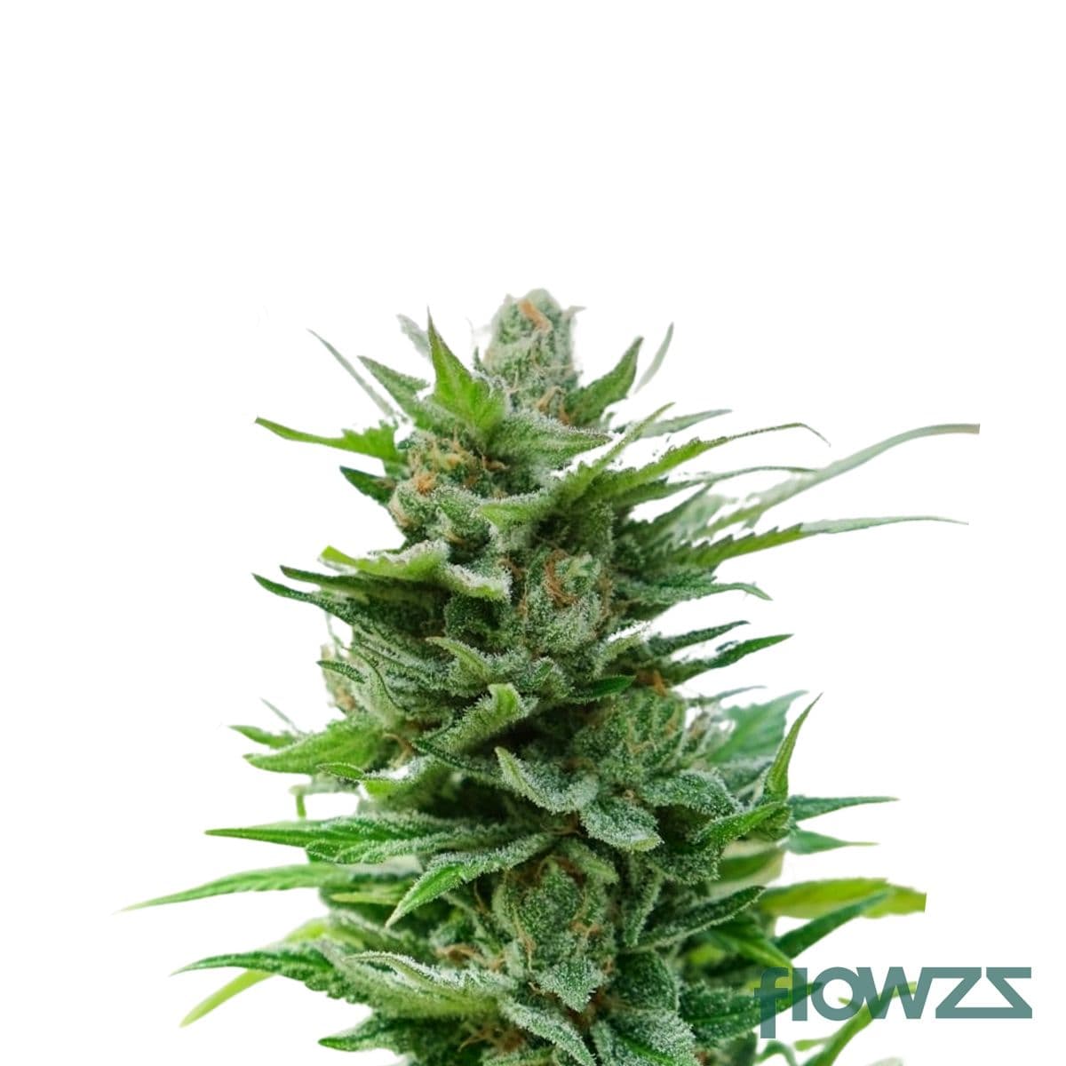 Cheesotho Cannabis Strain - flowzz.com Preisvergleich