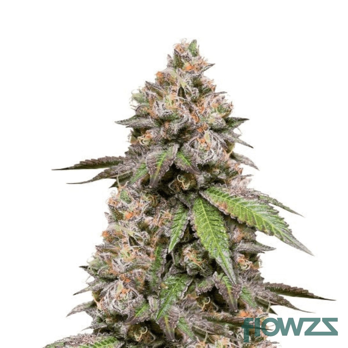 dank-sinatra-cannabis-strain