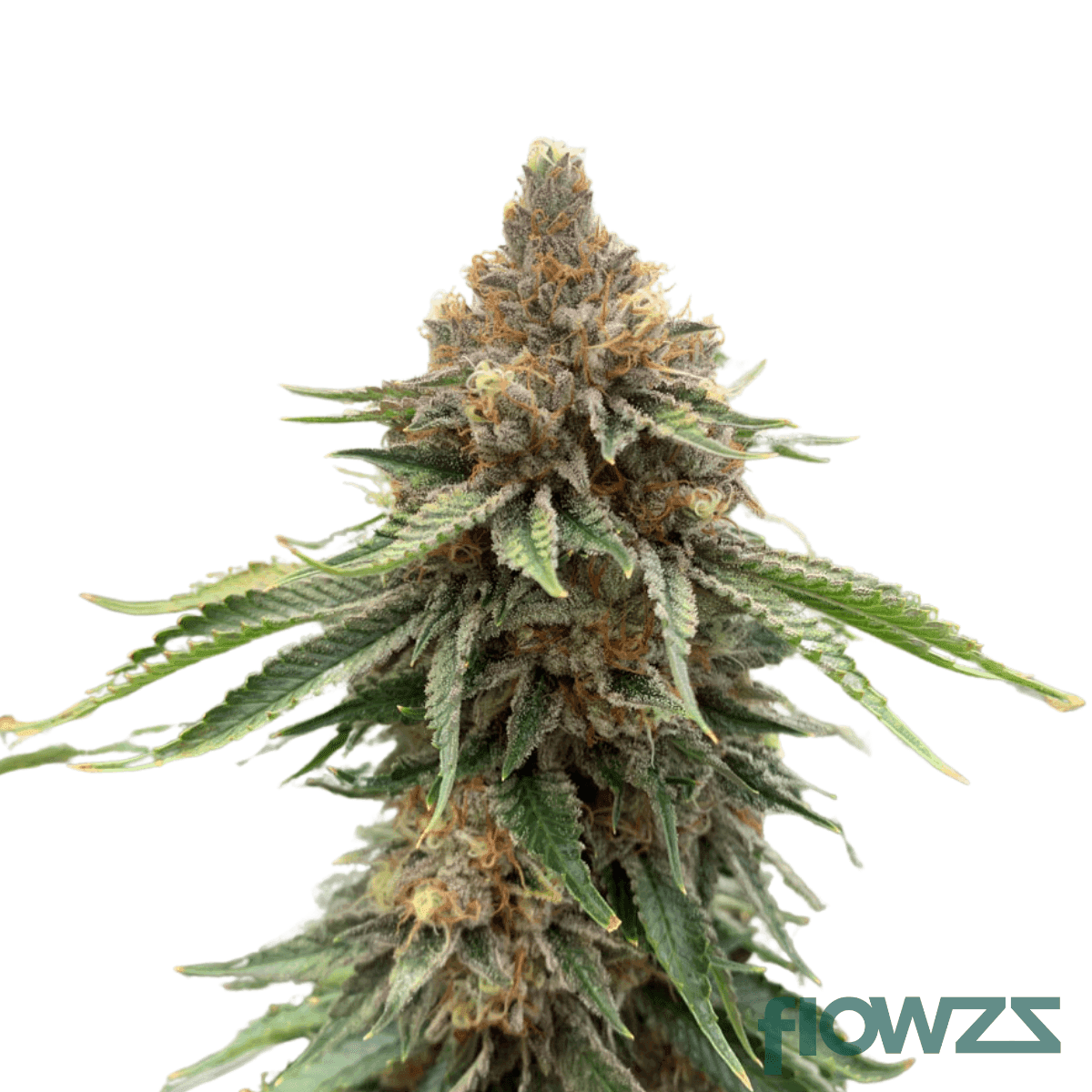 Grapefruit Gift » Wirkung, Strain Reviews & Preise flowzz