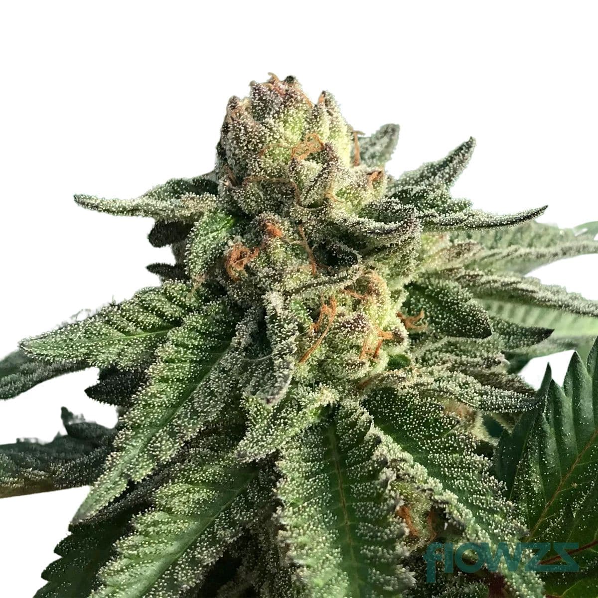 Cherry Pie Cannabis Strain - flowzz.com Preisvergleich