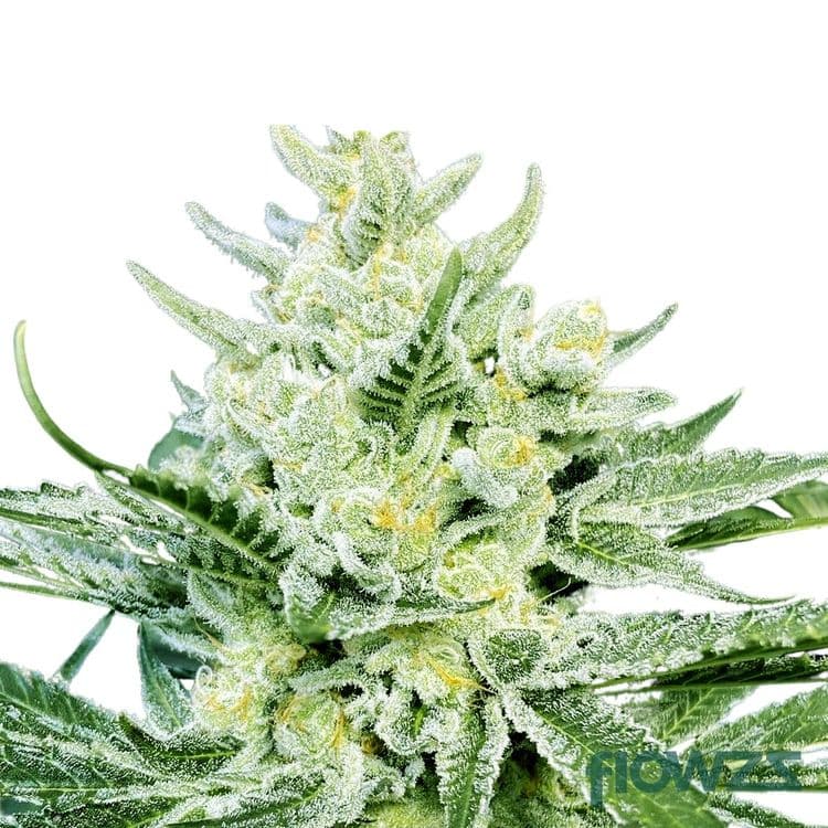 Bucket List Cannabis Strain - flowzz.com Preisvergleich