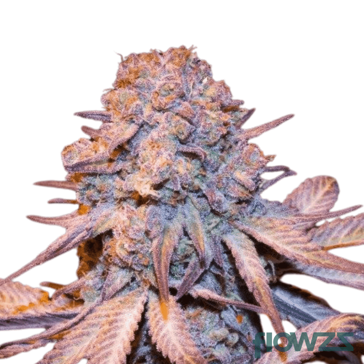 Jealousy-cannabis-strain