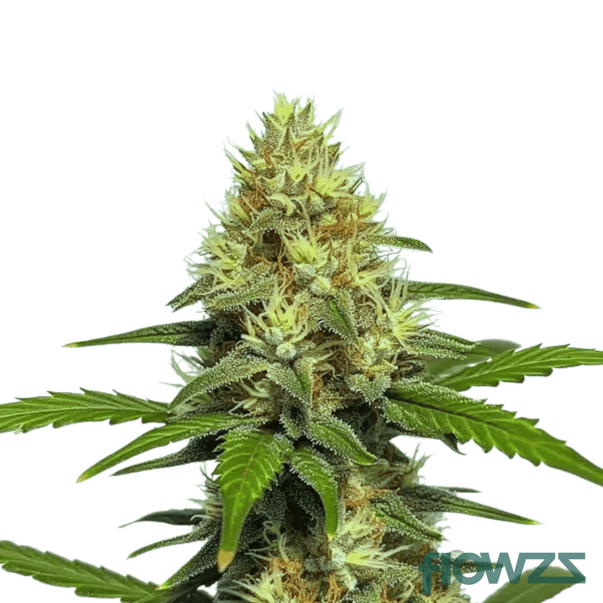 banana-split-strain