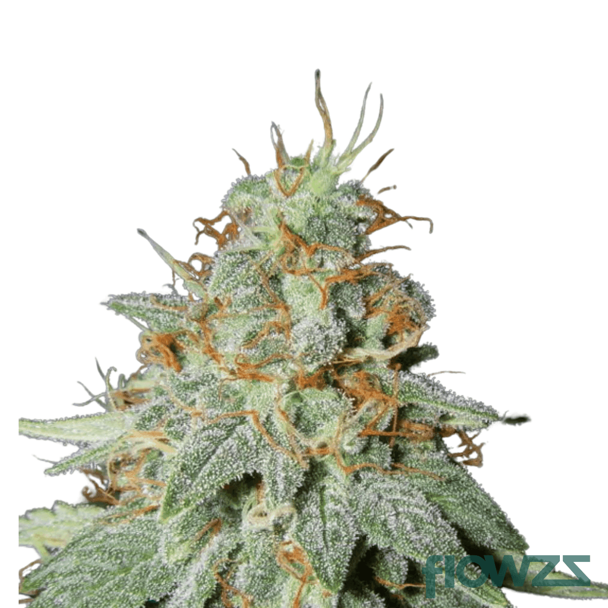 big-buddha-cannabis-strain