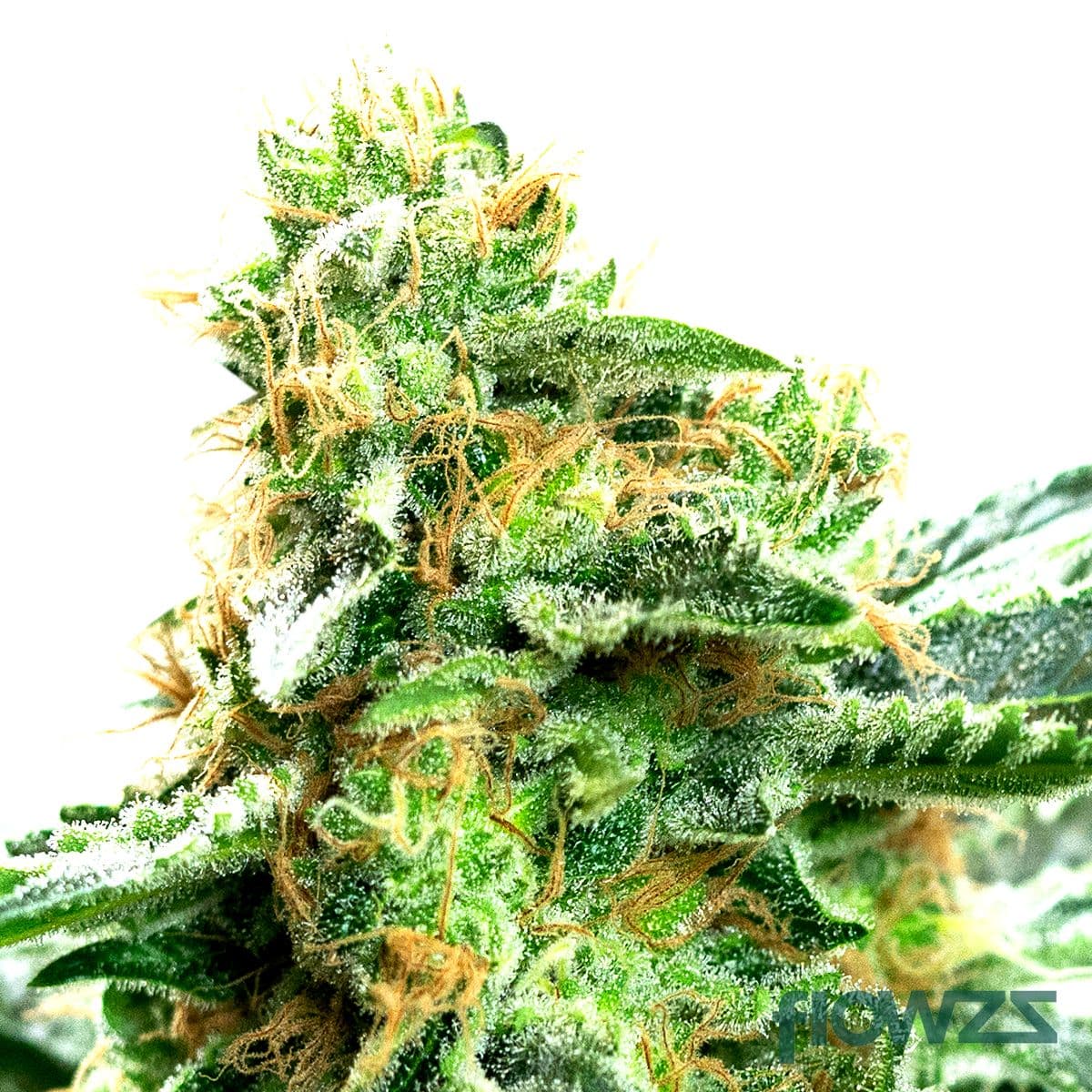 Strawberry OG Cannabis Strain - flowzz.com Preisvergleich