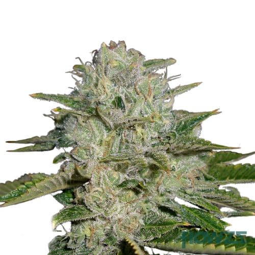 Headband Cannabis Strain - flowzz.com Preisvergleich